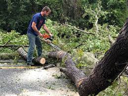 Best Tree Risk Assessment  in Millbury, OH