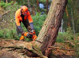 Best Tree Removal  in Millbury, OH