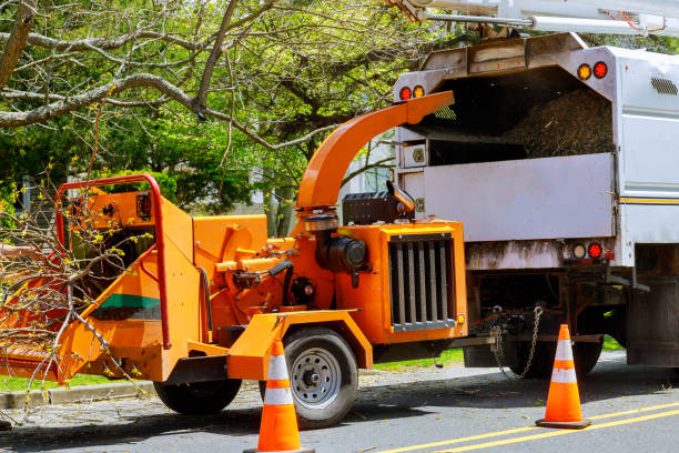 Best Seasonal Cleanup (Spring/Fall)  in Millbury, OH