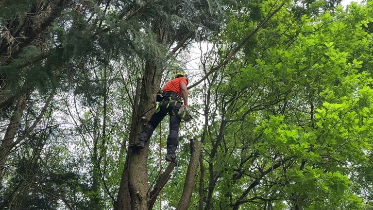 Reliable Millbury, OH Tree Care  Solutions