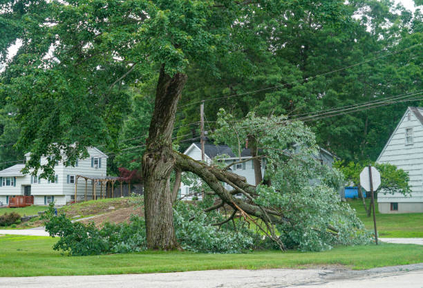  Millbury, OH Tree Services Pros