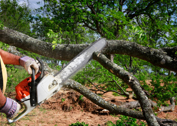 Best Tree Trimming and Pruning  in Millbury, OH